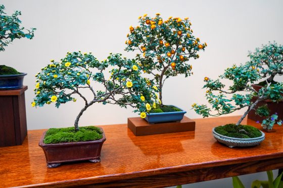 A variety of bonsai plants displayed on a cherry wood bench.